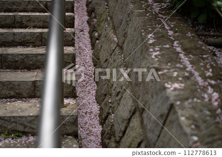 Cherry blossom petals scattered on the stairs Cherry blossom petals scattered on the stairs 112778613