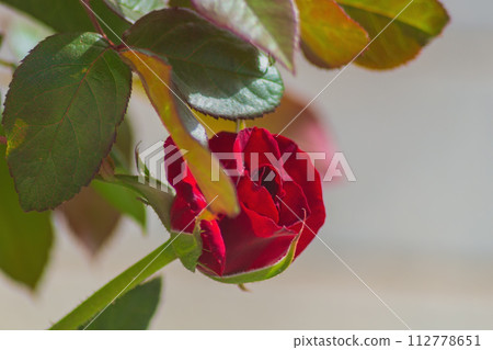 Red Garden Rose Flowers as an Element of Decoration in the Landscape Design of the Interior Space 112778651