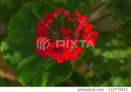 Red geranium flowers with green recognizable leaves. Contrast of red and green 112778652