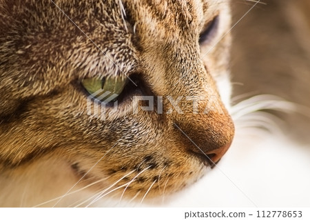 Close-up of a beautiful face of a gray tabby cat looking into the lower right corner 112778653