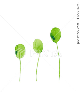 Green blossoming sprouts.Isolated watercolor illustration Green blossoming sprouts.Isolated watercolor illustration 112778674