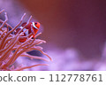 Clown anemonefish 112778761