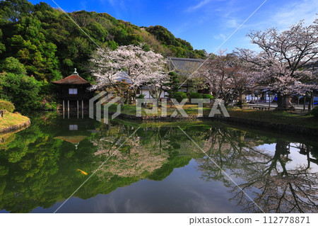 [Wakayama Prefecture] Negoro-ji Temple (Shouten-ike Pond) with cherry blossoms in full bloom 112778871