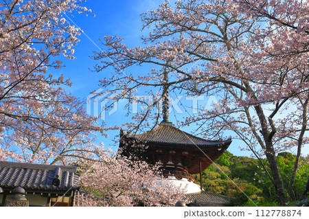 [Wakayama Prefecture] Negoro-ji Daito (Tahoto) with cherry blossoms in full bloom 112778874