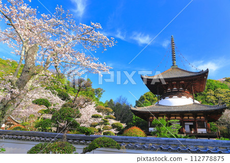 [Wakayama Prefecture] Negoro-ji Daito (Tahoto) with cherry blossoms in full bloom 112778875