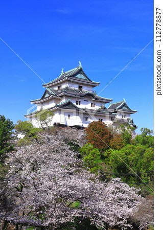 【和歌山縣】晴天櫻花盛開的和歌山城 112778877