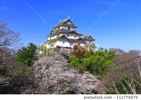 【和歌山縣】晴天櫻花盛開的和歌山城 112778879