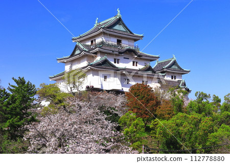 【和歌山縣】晴天櫻花盛開的和歌山城 112778880