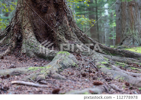 Ancient tree spreads its roots in Scottish forest, moss and textured bark contrast ground 112778978