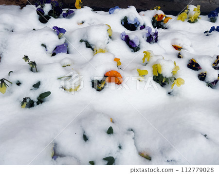 Violets are barely blooming under the freshly fallen snow in the spring outside Violets are barely blooming under the freshly fallen snow in the spring outside 112779028
