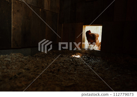 Red chicken stands in the doorway to the chicken coop, organic farming. Red chicken stands in the doorway to the chicken coop, organic farming 112779073