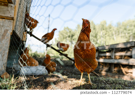 One chicken poses before the coop on a natural farm. A solitary chicken surveys the farmyard with hens behind 112779074
