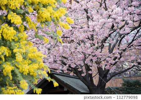 Kuramae Shrine, mimosa and cherry blossoms in full bloom, Taito-ku, Tokyo 112779098