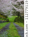 A secret place where cherry blossoms fall 112779119