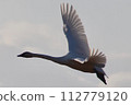 Swans flying in the sky 112779120