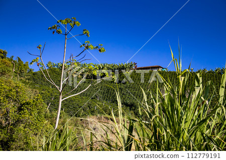 The beautiful Coffee Cultural Landscape of Colombia declared as a World Heritage Site in 2011 The beautiful Coffee Cultural Landscape of Colombia declared as a World Heritage Site in 2011 112779191