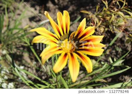 Yellow flower with brown veins close-up. Growing flowers during the flowering season in summer. Club Flowers Yellow flower with brown veins close-up. Growing flowers during the flowering season in summer. Club Flowers 112779246