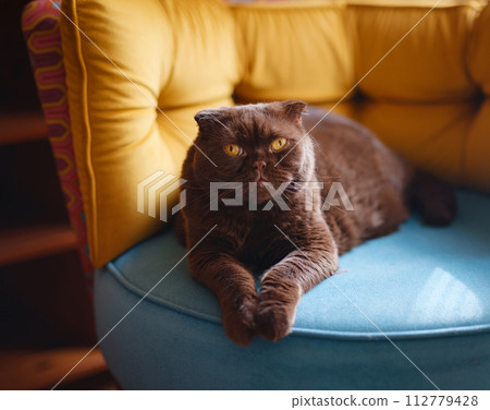 Closeup Cute brown scottish cat lying on blue and yellow armchair in living room in sunny day. Closeup Cute brown scottish cat lying on blue and yellow armchair in living room in sunny day. 112779428