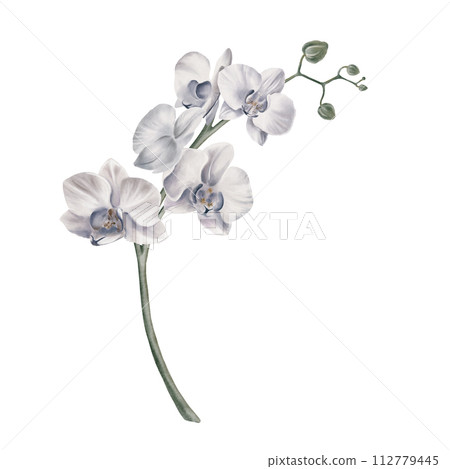 White orchid flower Tropical plants,orchid branch, watercolor illustration, botanical painting, greeting card frame border flowers, orchids, and leaves for wedding stationery, background, postcard. White orchid flower Tropical plants,orchid branch, watercolor illustration, botanical painting, greeting card frame border flowers, orchids, and leaves for wedding stationery, background, postcard. 112779445