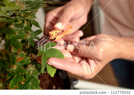 Close-up of hands trimming cannabis plants with precision shears 112779502