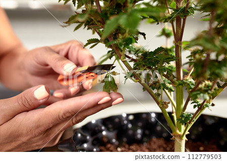 Close-up of hands pruning cannabis plant indoors 112779503