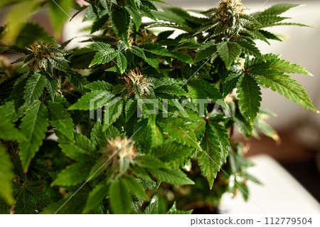 Close-up of mature cannabis plant with visible trichomes and rich green leaves 112779504