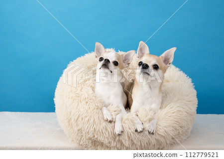 兩隻吉娃娃躺在床上，背部是藍色的 112779521