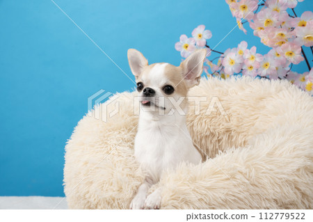 奇瓦瓦狗在床上有藍色背景和櫻花 112779522