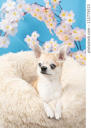 奇瓦瓦狗在床上有藍色背景和櫻花 112779523