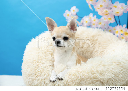 奇瓦瓦狗在床上有藍色背景和櫻花 112779554