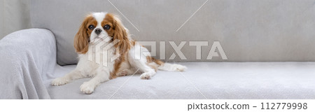 Portrait of a Cavalier cute puppy. Banner, dog on grey background. Copy space Portrait of a Cavalier cute puppy. Banner, dog on grey background. Copy space 112779998