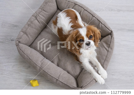 Portrait of a cute puppy. Face og the dog on grey background. Cavalier King Charles Spaniel Blenheim Portrait of a cute puppy. Face og the dog on grey background. Cavalier King Charles Spaniel Blenheim 112779999