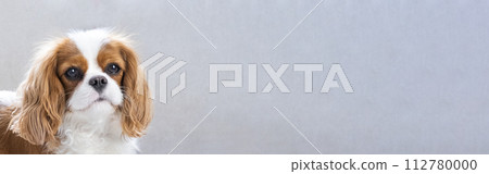 Portrait of a Cavalier cute puppy. Banner, dog on grey background. Copy space Portrait of a Cavalier cute puppy. Banner, dog on grey background. Copy space 112780000