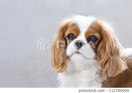 Portrait of a cute puppy. Face og the dog on grey background. Cavalier King Charles Spaniel Blenheim Portrait of a cute puppy. Face og the dog on grey background. Cavalier King Charles Spaniel Blenheim 112780009