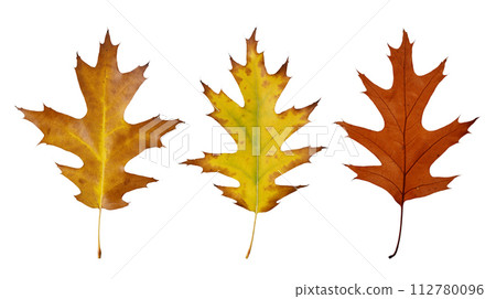 Collection of autumn oak leaves isolated on white background. Set of dry fall oak leaf for design. Collection of autumn oak leaves isolated on white background. Set of dry fall oak leaf for design. 112780096