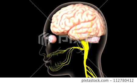 Human brain central nervous system anatomy for medical concept 3D rendering Human brain central nervous system anatomy for medical concept 3D rendering 112780412