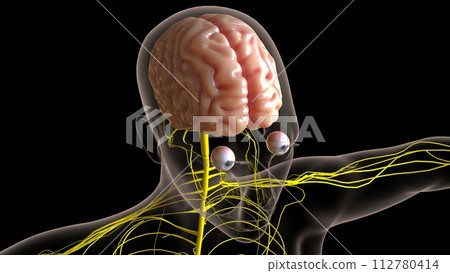 Human brain central nervous system anatomy for medical concept 3D rendering 112780414
