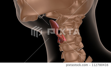 human epiglottis anatomy for medical concept 3D rendering 112780416
