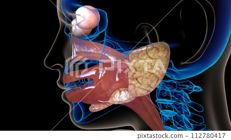 human esophagus anatomy for medical concept 3D rendering human esophagus anatomy for medical concept 3D rendering 112780417