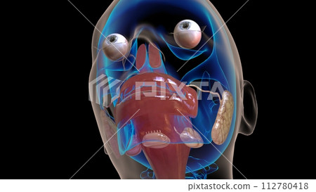 human esophagus anatomy for medical concept 3D rendering human esophagus anatomy for medical concept 3D rendering 112780418