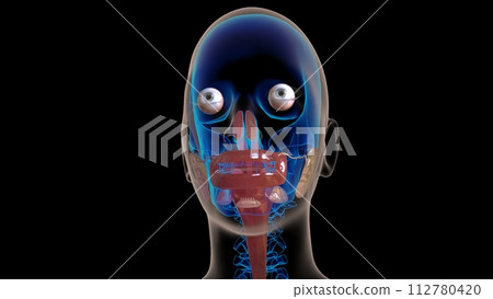 human esophagus anatomy for medical concept 3D rendering human esophagus anatomy for medical concept 3D rendering 112780420