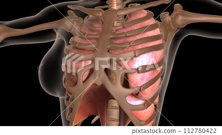 human respiratory system anatomy for medical concept 3D rendering human respiratory system anatomy for medical concept 3D rendering 112780422