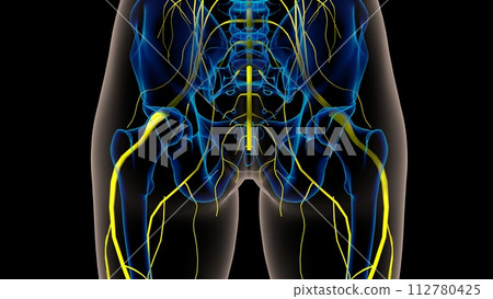 Human nervous system anatomy for medical concept 3D rendering 112780425