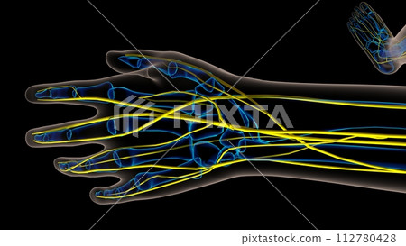 Human nervous system anatomy for medical concept 3D rendering 112780428