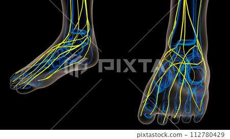 Human nervous system anatomy for medical concept 3D rendering Human nervous system anatomy for medical concept 3D rendering 112780429