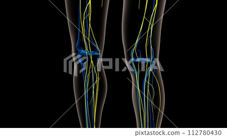 Human nervous system anatomy for medical concept 3D rendering Human nervous system anatomy for medical concept 3D rendering 112780430