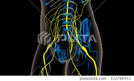 Human nervous system anatomy for medical concept 3D rendering 112780431