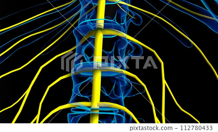 Human nervous system anatomy for medical concept 3D rendering Human nervous system anatomy for medical concept 3D rendering 112780433