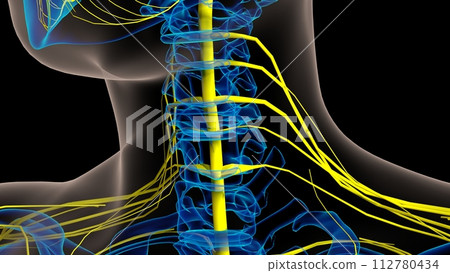 Human nervous system anatomy for medical concept 3D rendering 112780434