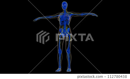 Human nervous system anatomy for medical concept 3D rendering 112780438